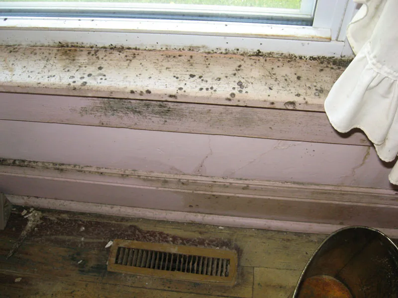 Mold remediation work by JWI